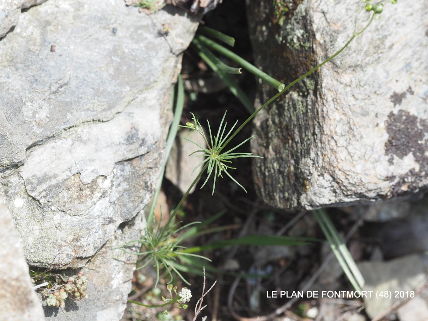 Spurrey, Wingstem plant